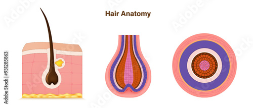 Structure of a hair follicle vector. Hair follicle anatomy. Cross section of hair. Skin structure.