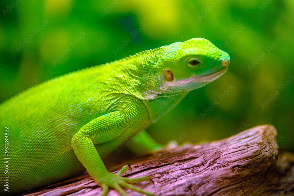 Fototapeta premium green iguana peeking from behind a rock 