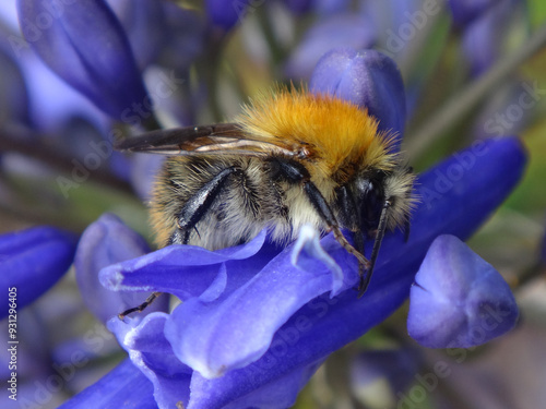 Common carder bee (Bombus pascuorum), male resting on blue African lily flowers