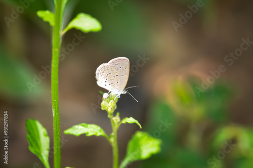 Pseudozizeeria maha sitting on a flower. Macro photo of a butterfly