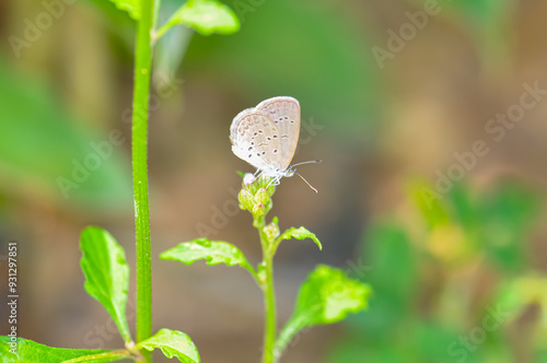 Pseudozizeeria maha sitting on a flower. Macro photo of a butterfly