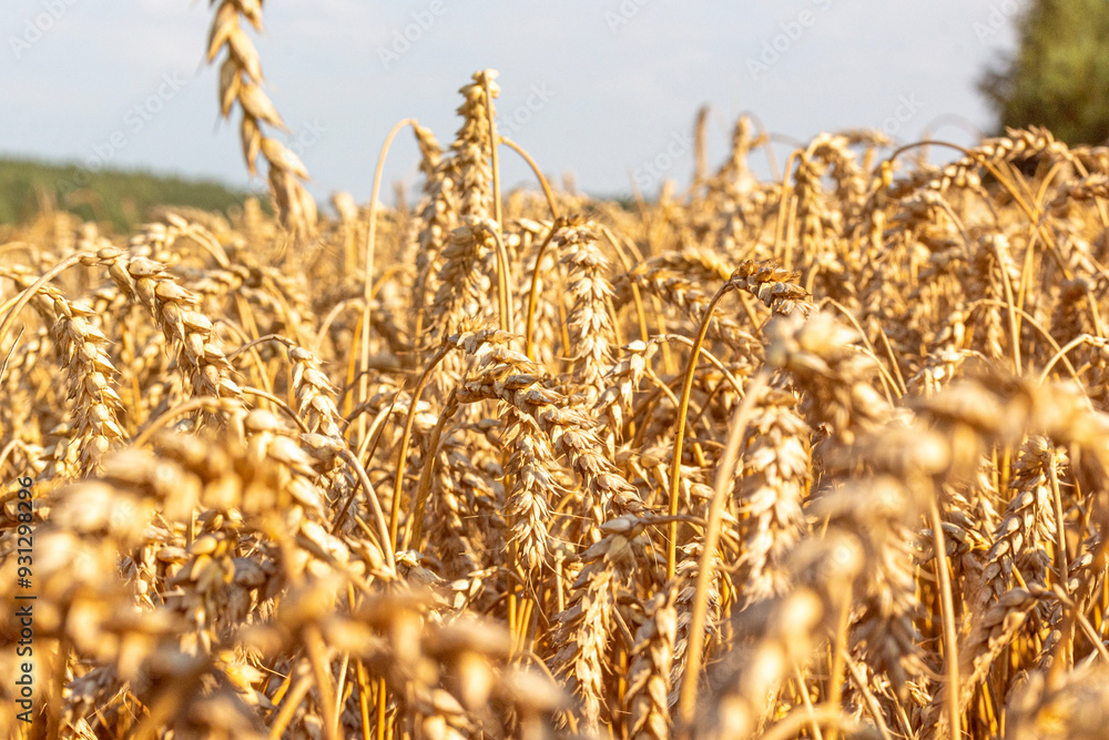 Fototapeta premium golden wheat field in summer