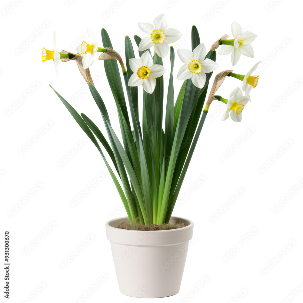 Fototapeta premium White and yellow daffodils in a pot isolated on transparent background, perfect for spring-themed designs, nature visuals, and eco-friendly projects