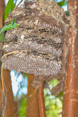 Large wasp nest on a tree in Thailand photo