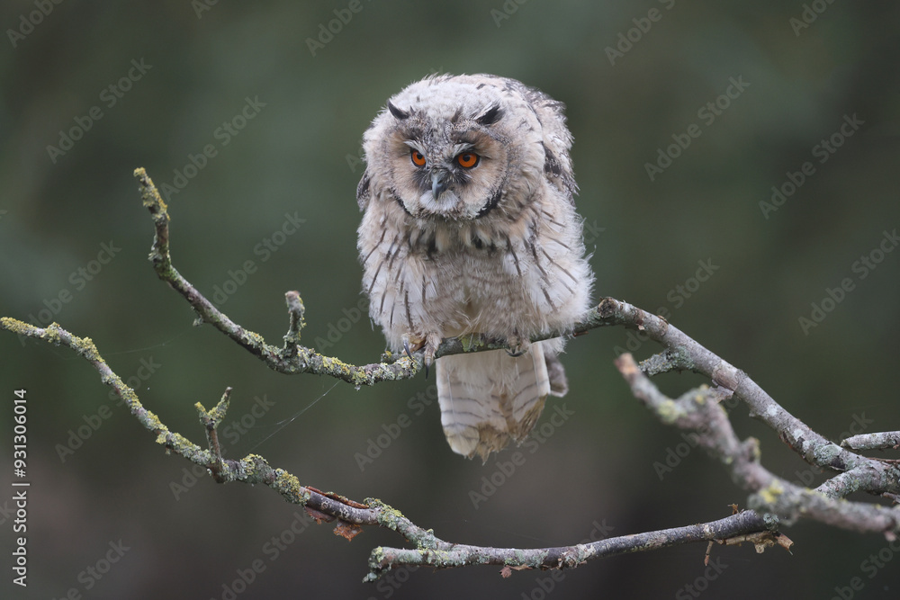 Portrait of a young Long-eared Owl perched on a branch
Portrait of a young Long-eared Owl perched on a branch