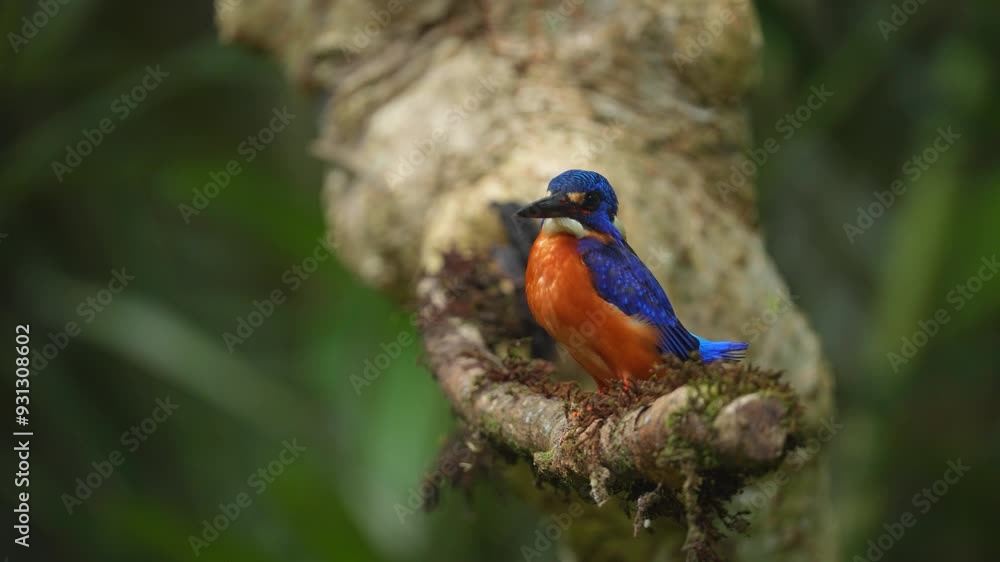 the cute Blue eared kingfisher bird is perched quietly then flies away the cute Blue eared kingfisher bird is perched quietly then flies away
