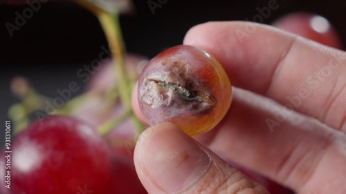 Close-up of a hand holding a rotting grape with mold on the skin, part of a bunch photo