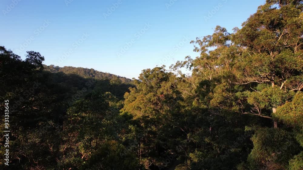 Green Forests At D'Aguilar National Park In QLD, Australia - Drone Shot Green Forests At D'Aguilar National Park In QLD, Australia - Drone Shot