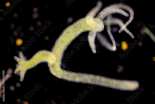 Hydra is a genus of small, fresh-water animals of the phylum Cnidaria and class Hydrozoa under the microscope for education. photo