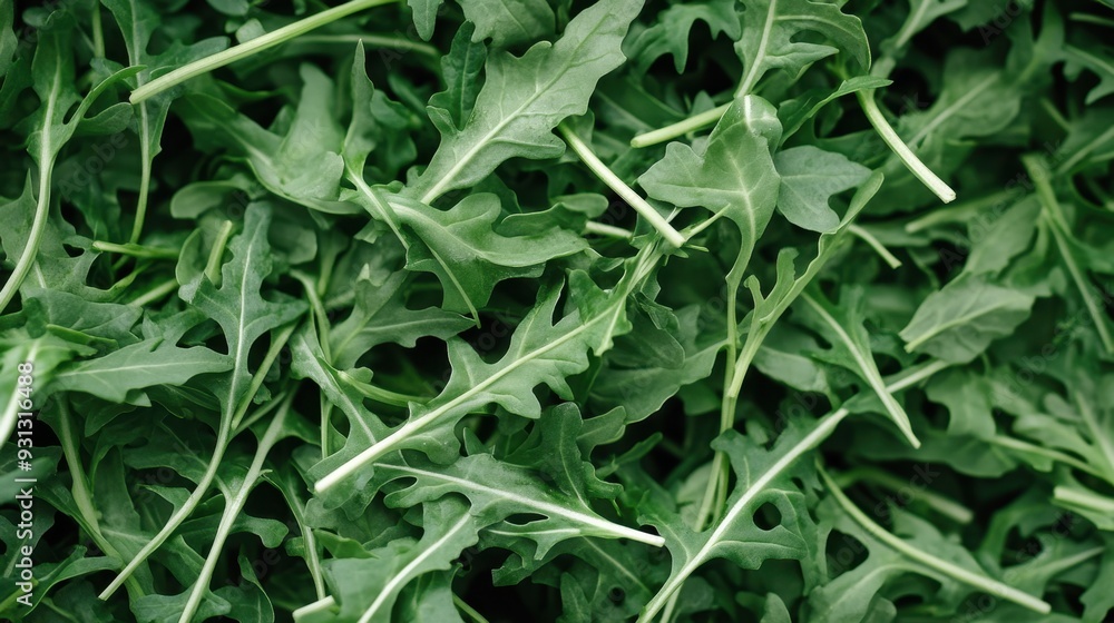 Fresh Organic Arugula Leaves Close-up - Vibrant Green Salad Ingredient Fresh Organic Arugula Leaves Close-up - Vibrant Green Salad Ingredient