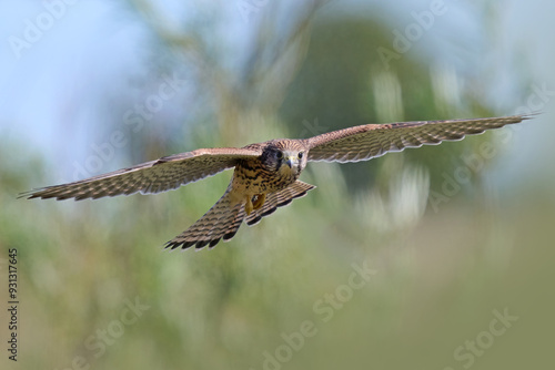Foto Common kestrel (Falco tinnunculus)