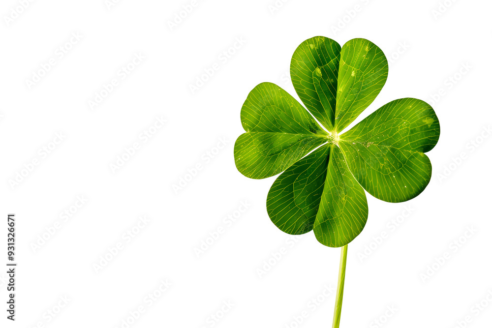 Clover leaf isolated on transparent Background Clover leaf isolated on transparent Background