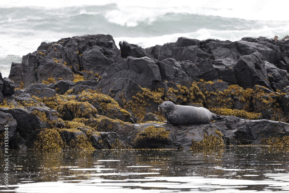 Seals at Ytri Tunga, Westfjords, Iceland Seals at Ytri Tunga, Westfjords, Iceland