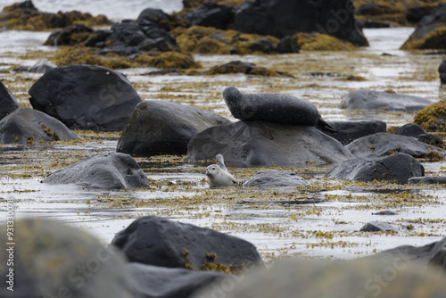 Seals at Ytri Tunga, Westfjords, Iceland