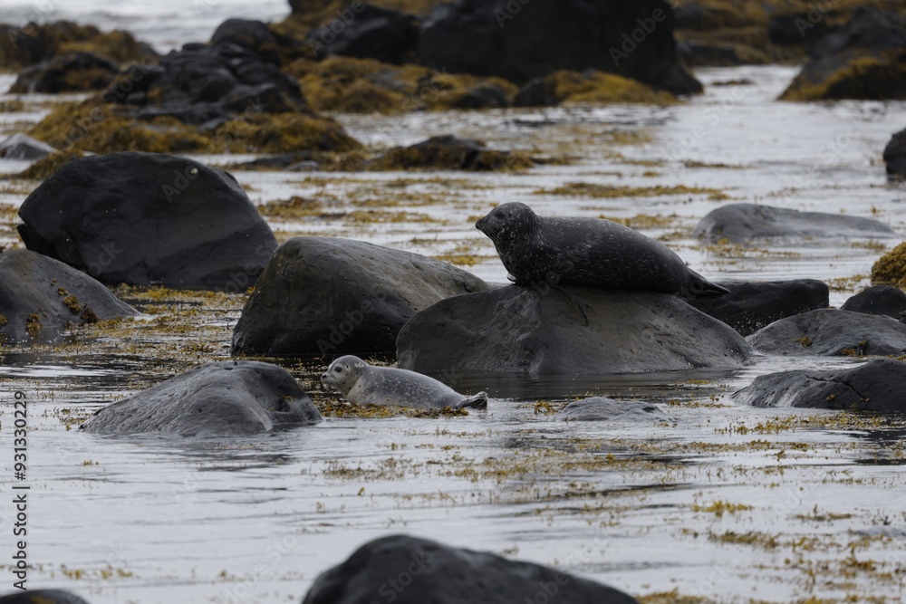 Fototapeta premium Seals at Ytri Tunga, Westfjords, Iceland
