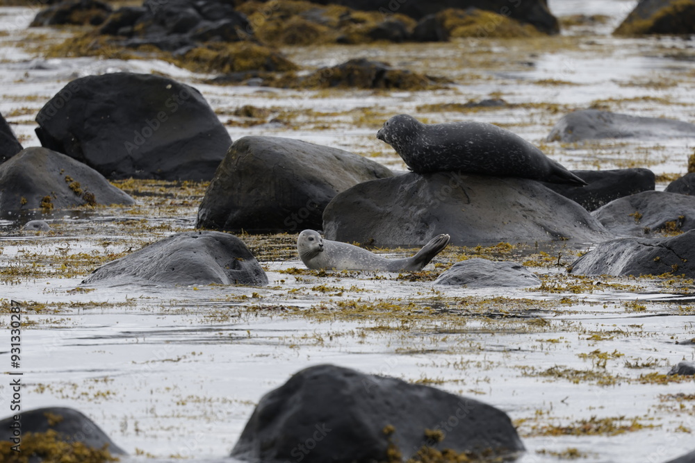 Naklejka premium Seals at Ytri Tunga, Westfjords, Iceland