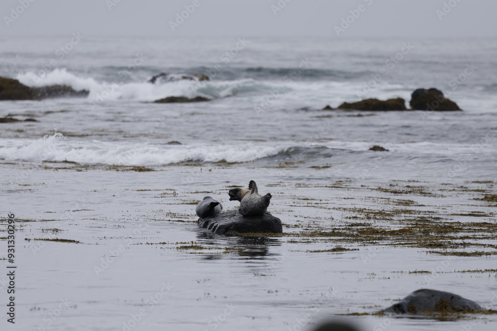 Fototapeta premium Seals at Ytri Tunga, Westfjords, Iceland