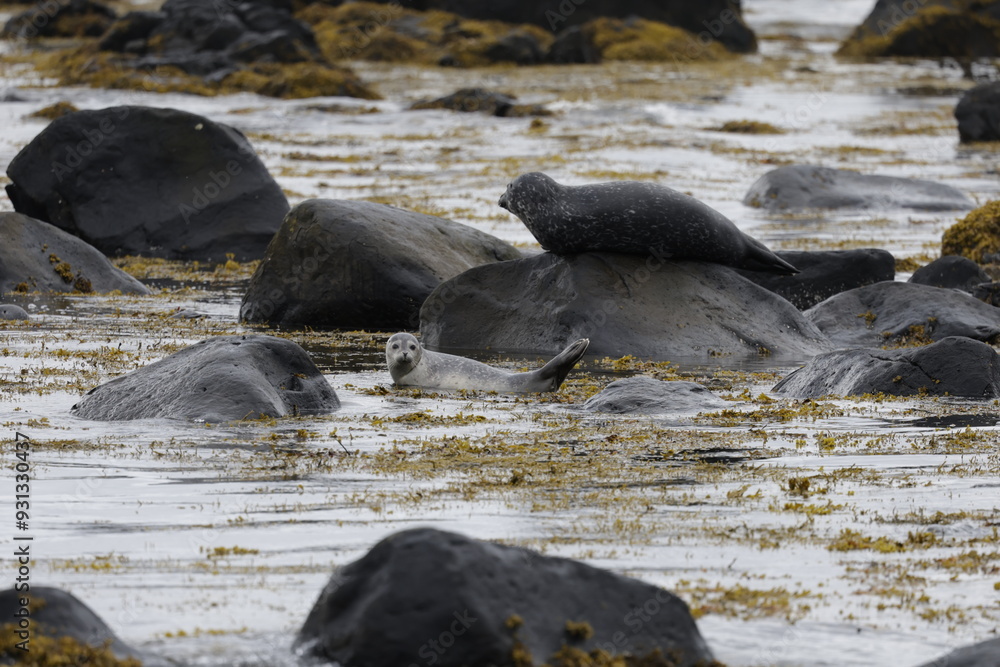 Fototapeta premium Seals at Ytri Tunga, Westfjords, Iceland