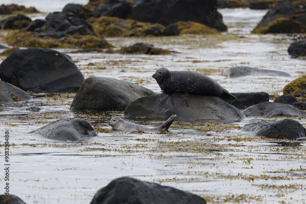 Fototapeta premium Seals at Ytri Tunga, Westfjords, Iceland