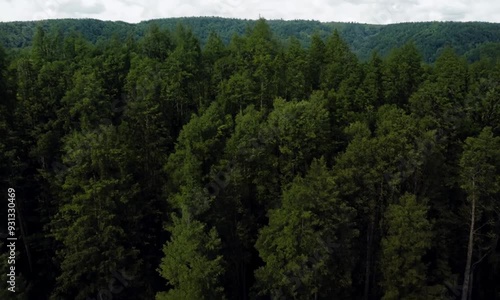 Emerald Canopy: A tranquil aerial view of a dense, emerald forest, capturing the serenity and vastness of nature's embrace. The lush canopy extends to the horizon, creating a sense of mystery and wond photo