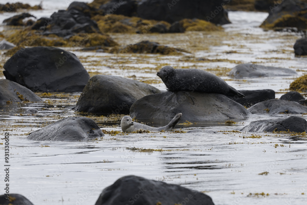 Fototapeta premium Seals at Ytri Tunga, Westfjords, Iceland