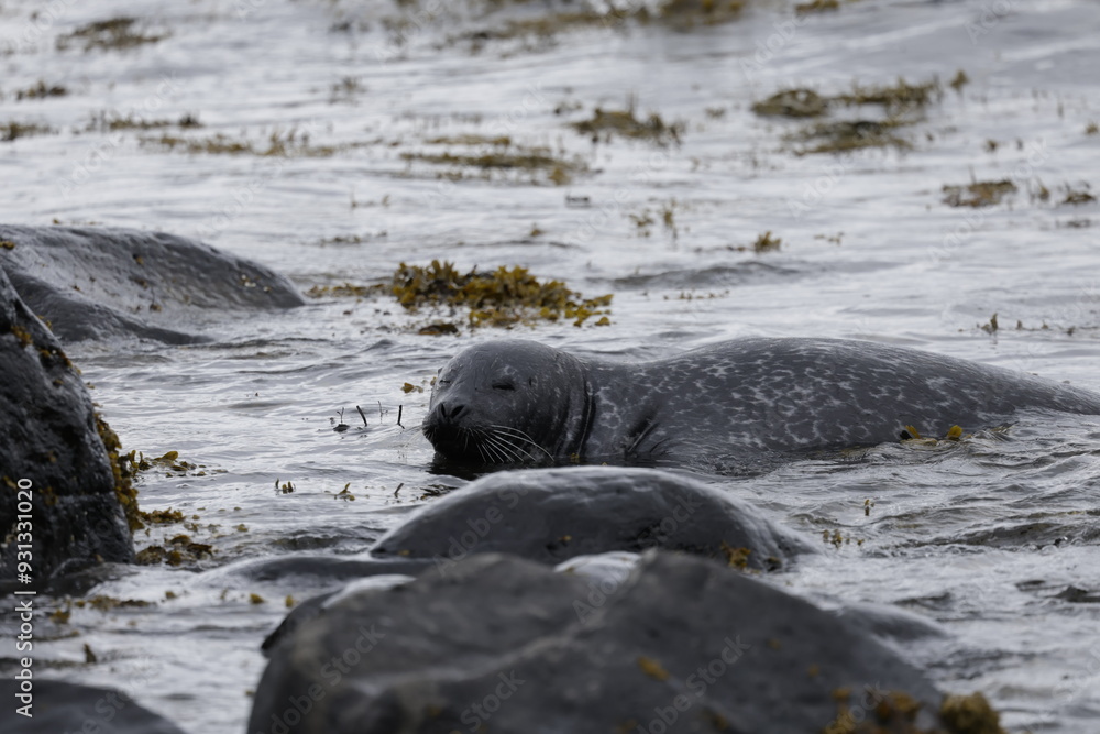 Fototapeta premium Seals at Ytri Tunga, Westfjords, Iceland