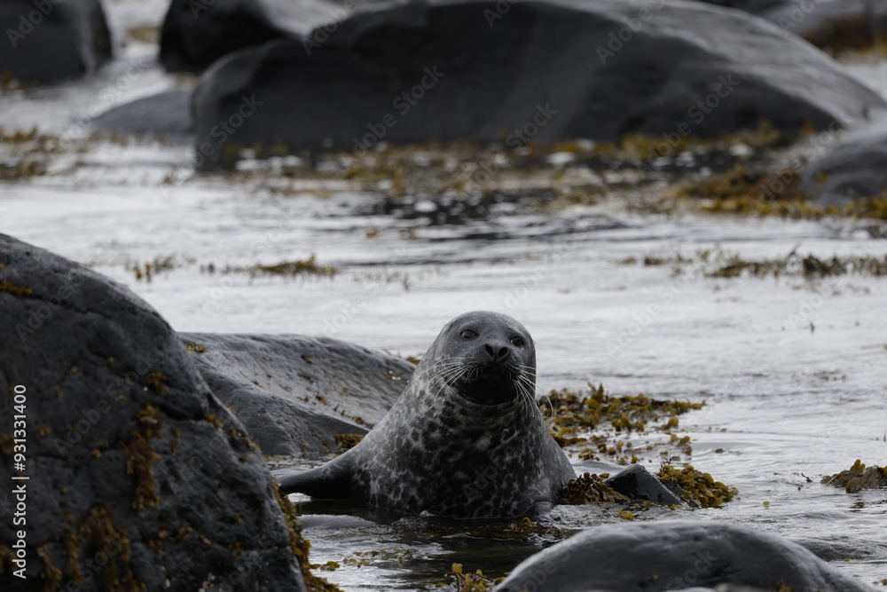 Naklejka premium Seals at Ytri Tunga, Westfjords, Iceland