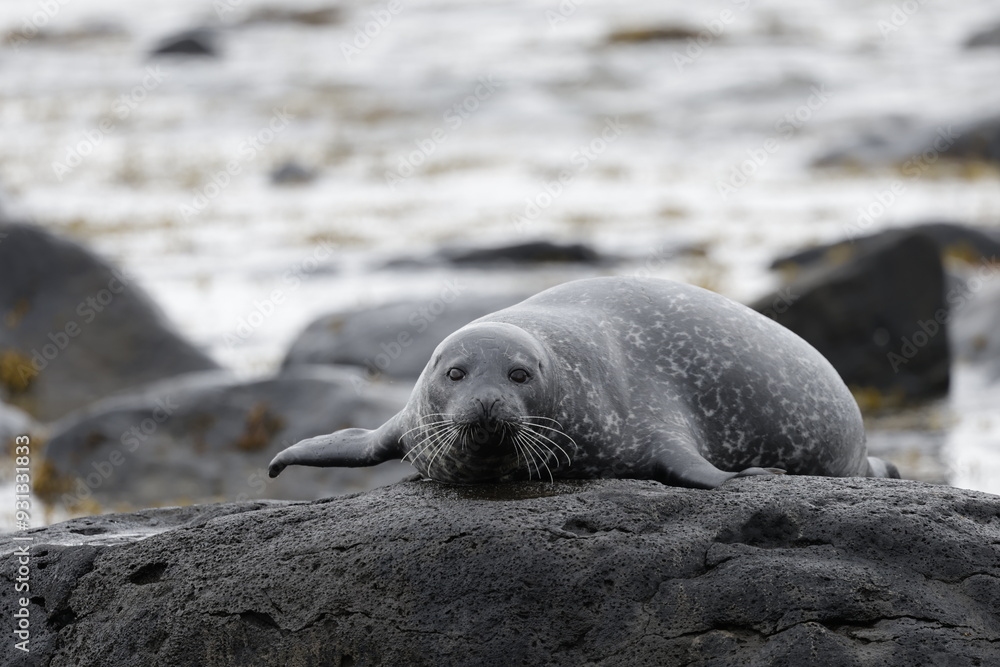 Naklejka premium Seals at Ytri Tunga, Westfjords, Iceland