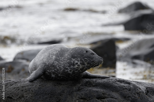 Seals at Ytri Tunga, Westfjords, Iceland