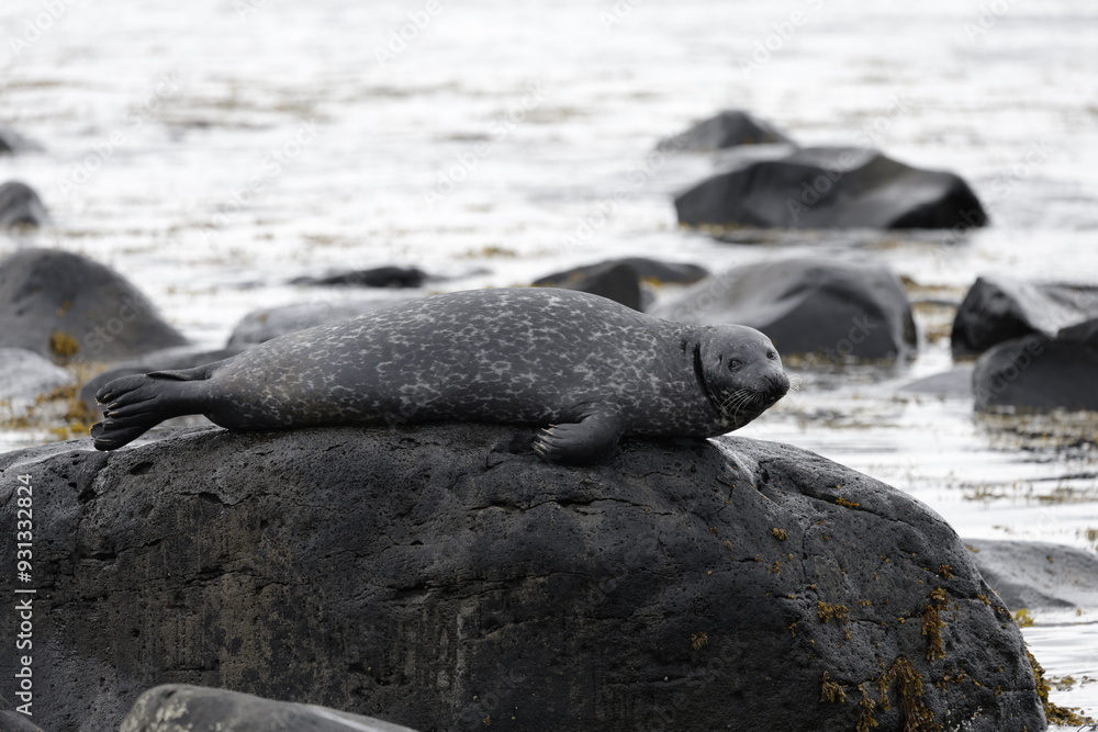 Fototapeta premium Seals at Ytri Tunga, Westfjords, Iceland