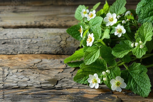 Edible Plant Harvest: Fresh Spring Primrose, Nettle and Herbal Medicinal Herbs #931334445