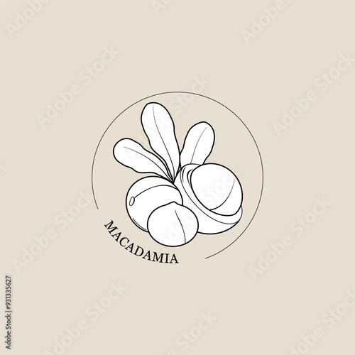 Macadamia nuts with leaves. Outline nut vector icon. Composition for products. Macadamia nut in its shell and a roasted nut. Organic macadamia nuts from plants. Vector illustration 
