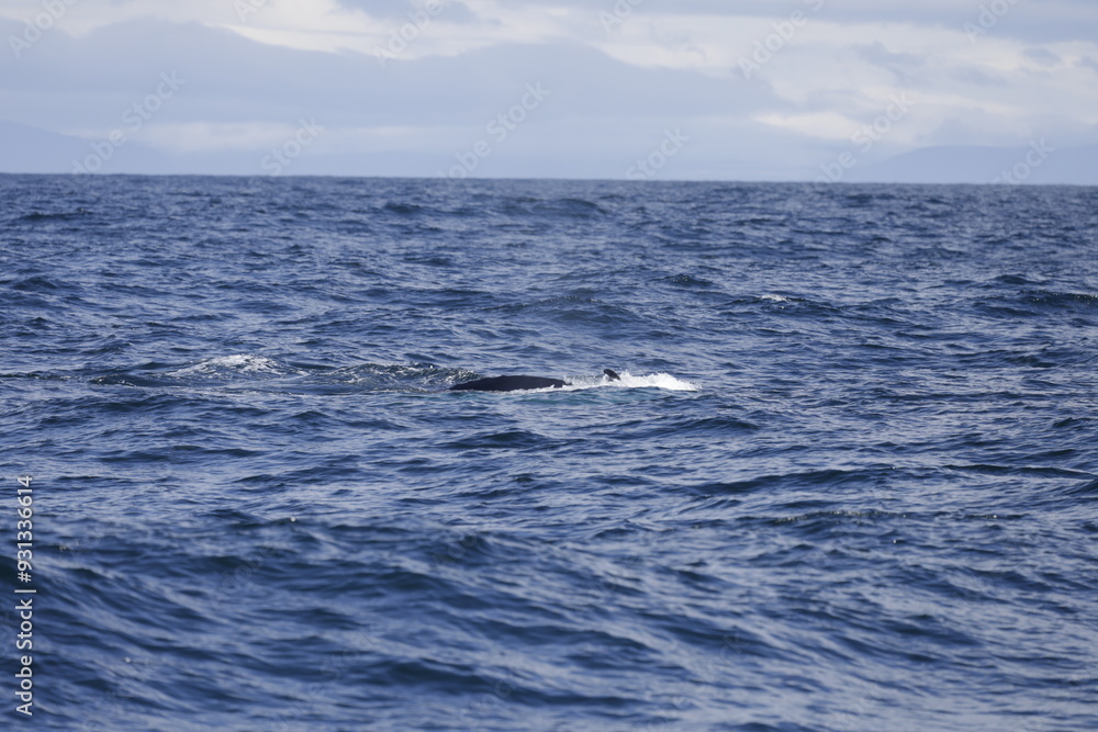 humpback humpback