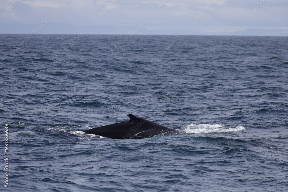 Fototapeta premium humpback
