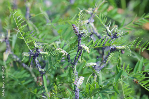 Colony of Tufted vetch aphids (Aphis craccae) on a vetch, Vicia cracca, pests. photo