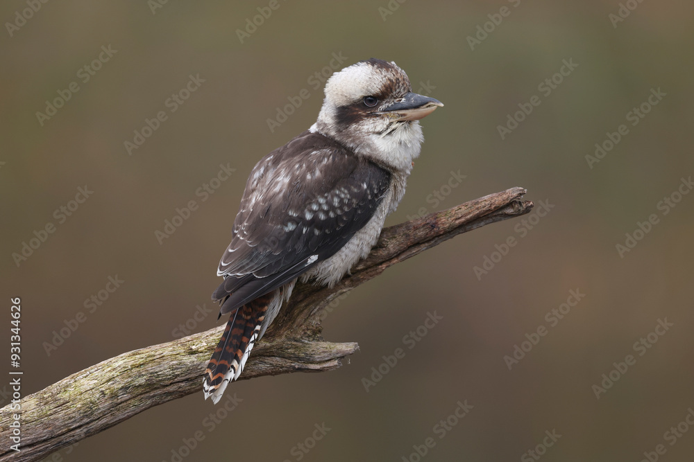Obraz premium A portrait of a Laughing Kookaburra on a branch 