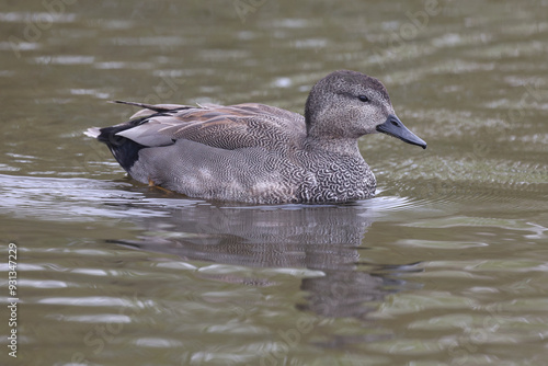 A male Gadwall swimming in a lake
 photo