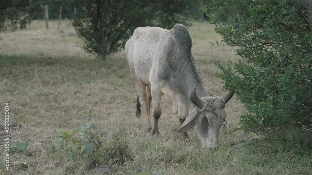 White and grey bull grazes on farmland surrounded by trees under an overcast sky. Perfect for rural, livestock, and natural scenery themes, capturing a serene and peaceful countryside setting. White and grey bull grazes on farmland surrounded by trees under an overcast sky. Perfect for rural, livestock, and natural scenery themes, capturing a serene and peaceful countryside setting.