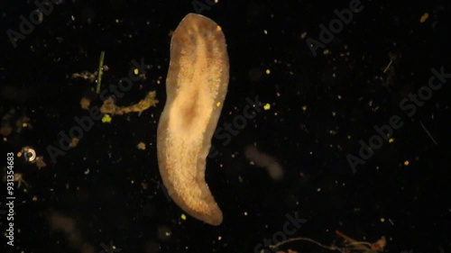Planarian parasite (flatworm) under microscope view.