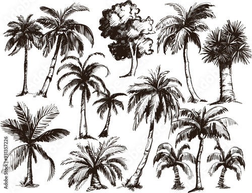 Detailed hand drawn tropical palm trees with ferns and fronds outline.