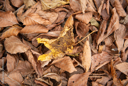 Tree leaves that have started to turn yellow. Dried tree leaves. Dried ivy leaves.