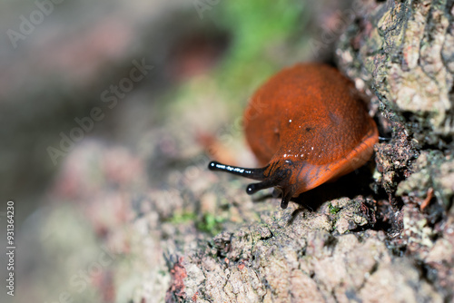 macro snail narrow focus small animal creature natural close up view