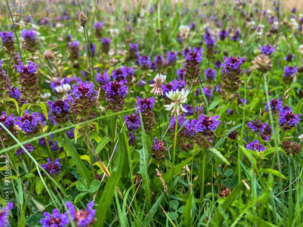 Fototapeta premium A flower meadow with a lot of blooming common pollen as a background