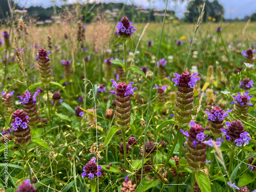 A flower meadow with a lot of blooming common pollen as a background