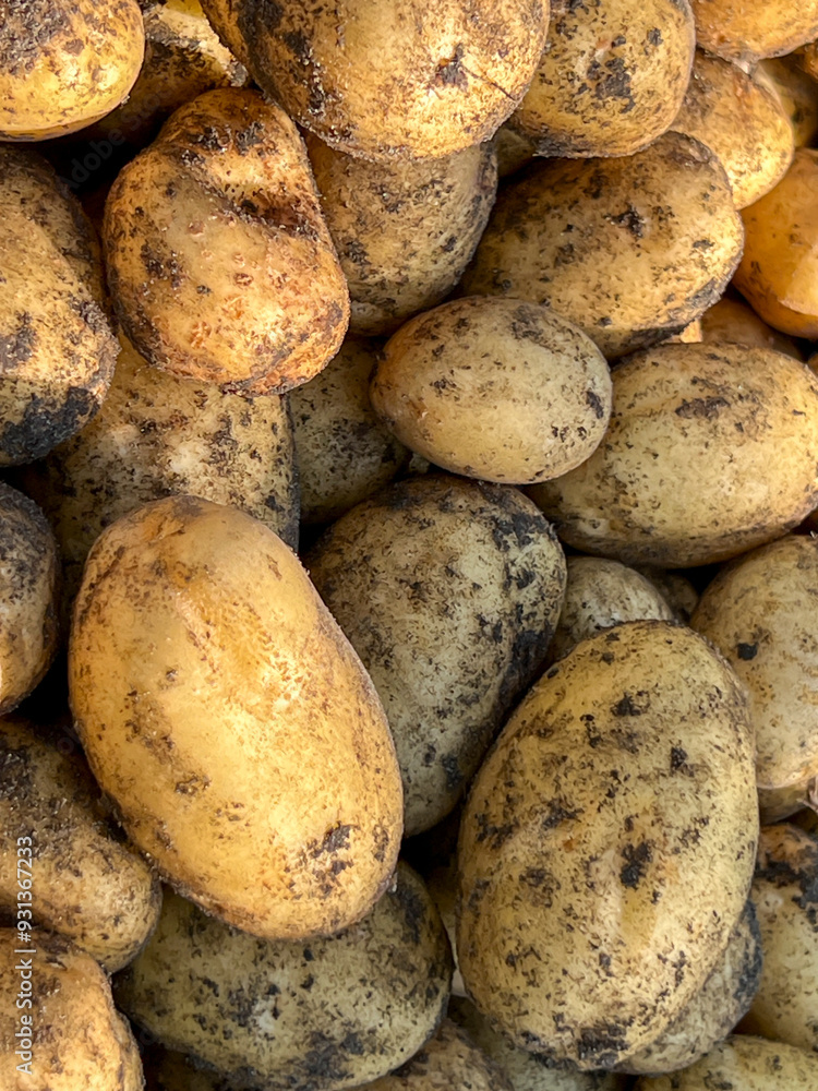 Potatoes fresh out of the ground, as a background Potatoes fresh out of the ground, as a background