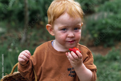 A little red-haired boy is biting red ripe strawberries in the garden. A close plan