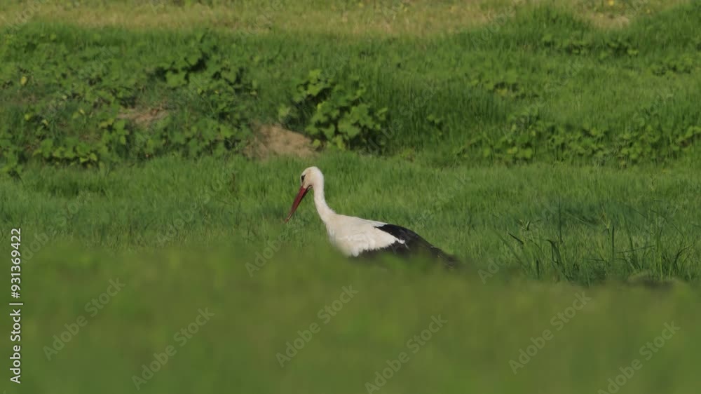 Stork on green grass field. A stork in the grass. Black and white stork. Ciconia ciconia. A stork perched on the ground. Stork on green grass field. A stork in the grass. Black and white stork. Ciconia ciconia. A stork perched on the ground.