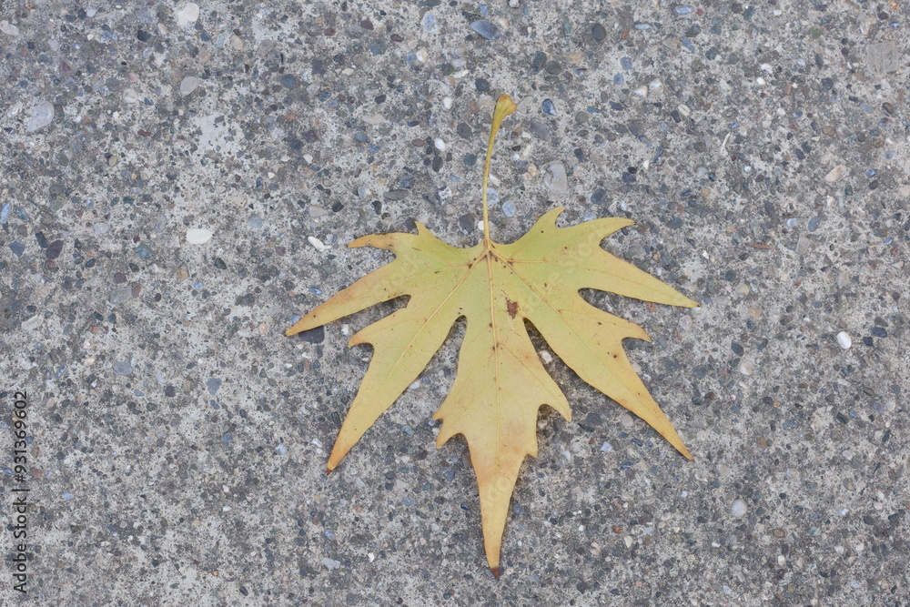 yellow plane tree leaf on the ground yellow plane tree leaf on the ground