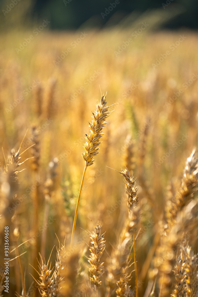 Close up of wheat ears. Field of wheat in a summer day Close up of wheat ears. Field of wheat in a summer day