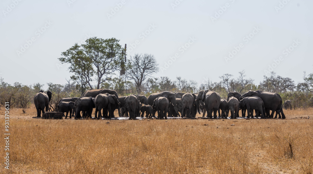 Naklejka premium African Elephants